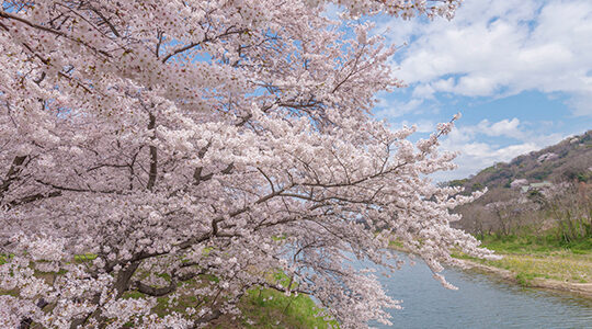 ココは押さえたい！香川のお花見スポットおすすめ5選