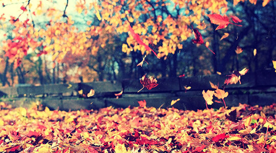 秋のお出かけに！　都内で楽しめる紅葉の名所5選