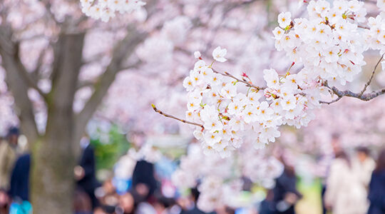 見た目も華やかな、お花見にオススメのスイーツレシピ