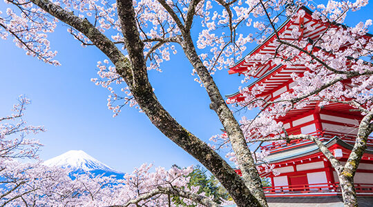 都内はいつ桜が見れる？　2017年の桜開花予想