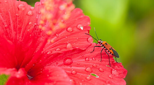 Tシャツモチーフに最適！　「ハイビスカス柄」で運気UP