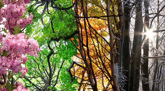 デザインは無限大！　季節に合わせたオリジナルTシャツ