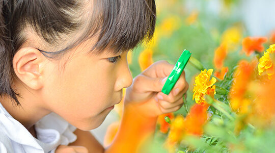 夏休みにおすすめの自由研究　観察や図鑑づくりのアイデアを紹介！