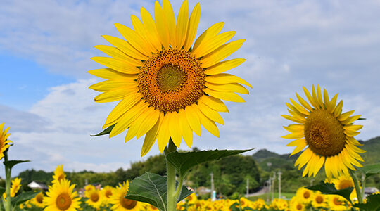 夏と言えば向日葵！　東京から香川まで全国のおすすめスポットを紹介