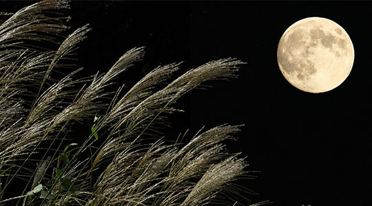 中秋の名月が美しい！　都内で見られるお月見スポット4選