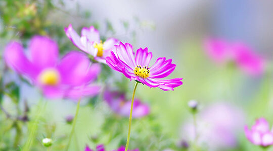 コスモスやキンモクセイが美しい秋！　秋に咲く花の種類4つ紹介