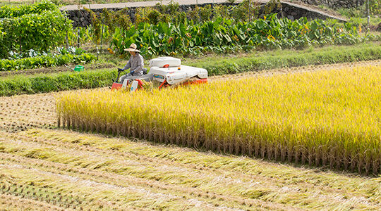 「稲刈り」を見たことがありますか？　稲刈りの時期と作業工程とは