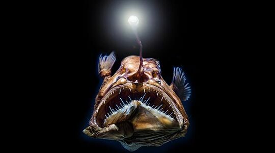 「深海魚デザイン」をオリジナルTシャツに！　注目の深海生物5選