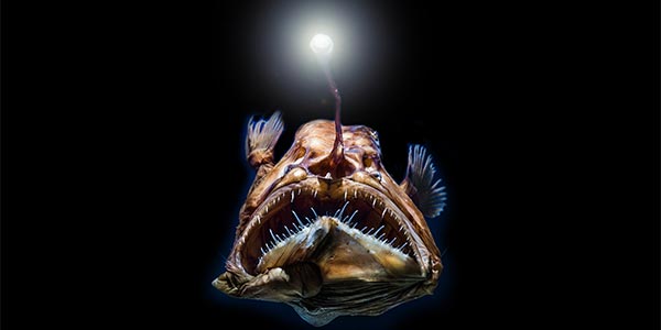 「深海魚デザイン」をオリジナルTシャツに！　注目の深海生物5選