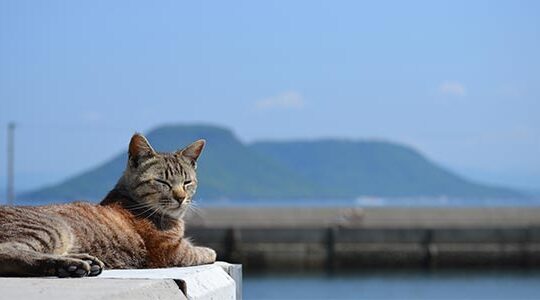 猫の島にして芸術島！　香川県の「男木島」の魅力に迫る