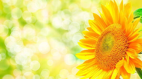 オリジナルTシャツに使いたい「夏の花」の種類や花言葉