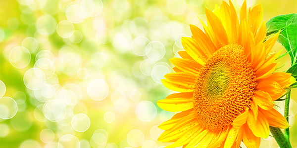 オリジナルTシャツに使いたい「夏の花」の種類や花言葉