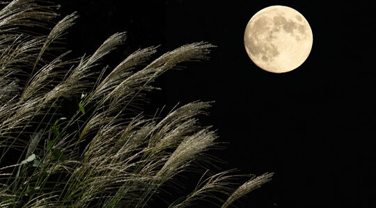 中秋の名月に向けて。オリジナルTシャツに使いたい「月の種類」